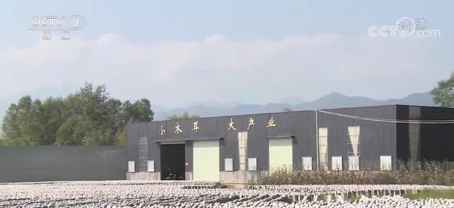 食多米体育官网用菌实现多元化种植 助力农户致富增收(图4) 食多米体育官网用菌实现多元化种植 助力农户致富增收(图4)