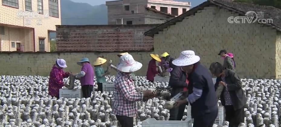 食多米体育官网用菌实现多元化种植 助力农户致富增收(图3) 食多米体育官网用菌实现多元化种植 助力农户致富增收(图3)