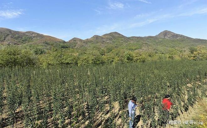 夏季最适合种植哪些农作物？大豆玉米葫芦等农民们必看(图6)