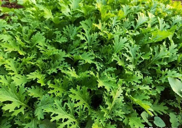 不要抱怨高温干旱蔬菜种不了那是因为你没有掌握这3个种植技巧(图1)