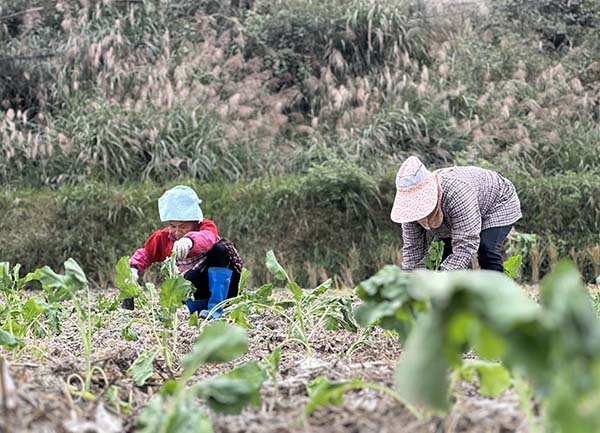 贵州台江：油菜种植扮新绿 不误农时不负耕(图1)