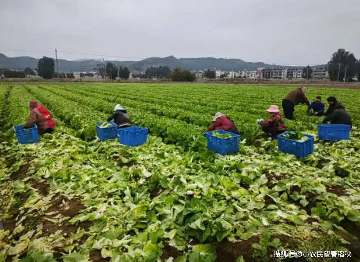 多米体育APP蔬菜产量差距过大美国农民无奈承认差距中国农民太能种了(图2)