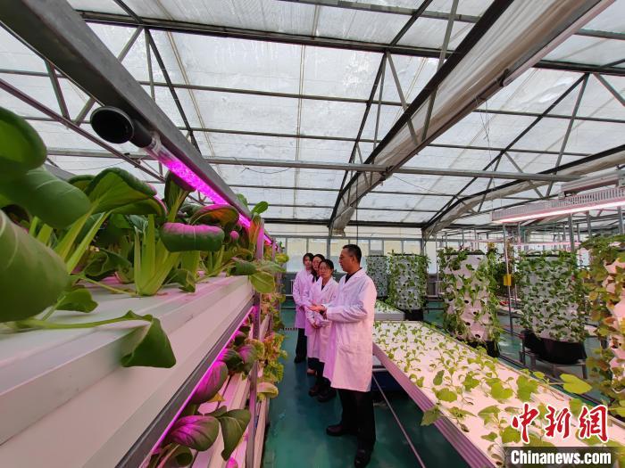 科技赋能助力新疆蔬菜产业高质量发展(图1)