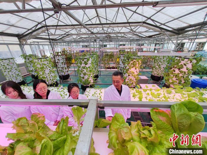 科技赋能助力新疆蔬菜产业高质量发展(图2)