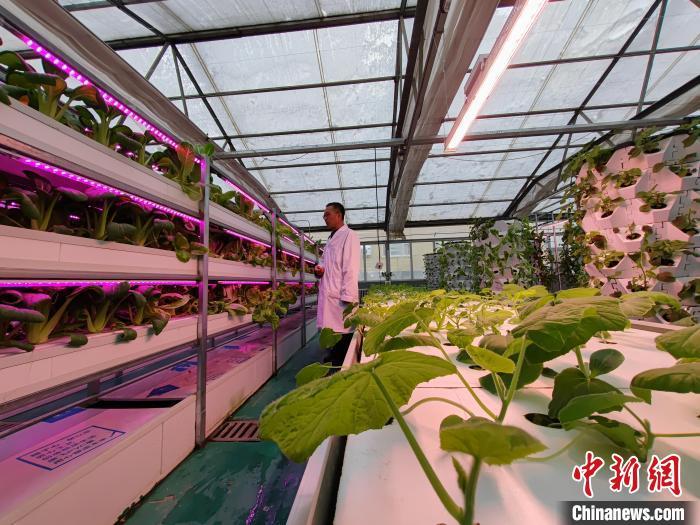 科技赋能助力新疆蔬菜产业高质量发展(图3)