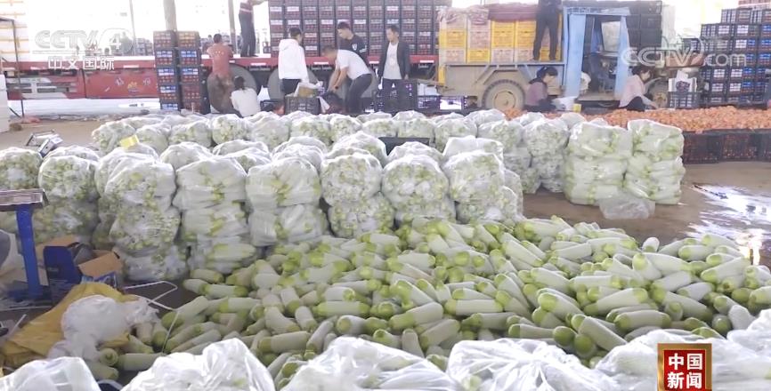 佳节临近供应足 菜价肉价总体平稳云南冬早蔬菜大量上市销往北方(图4)