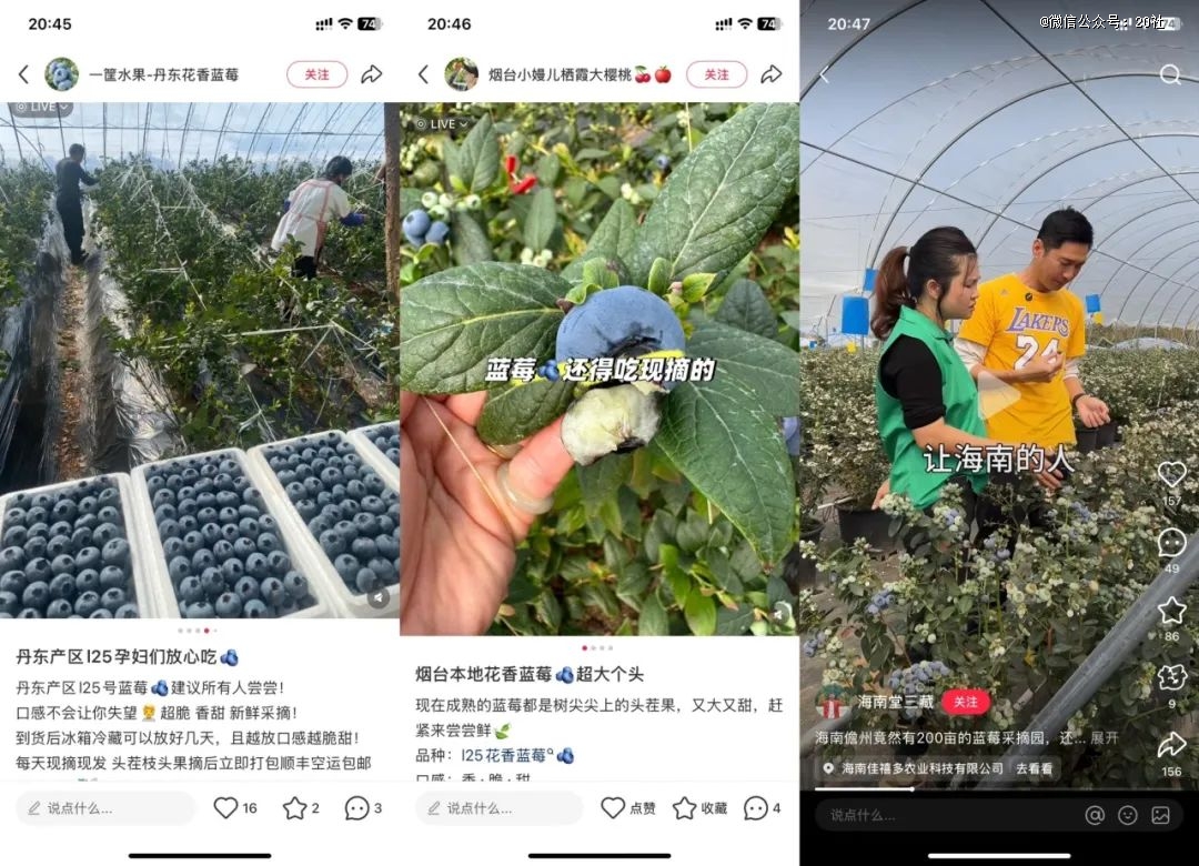 多米体育APP蓝莓才是中国的天选超级水果(图2)