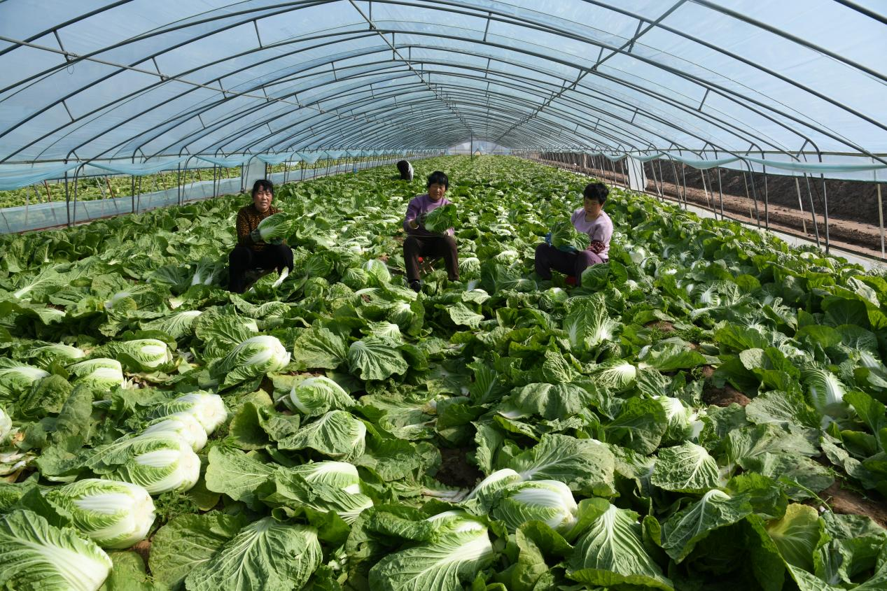多米体育APP闻喜县春白菜上市(图1)