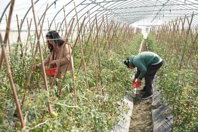 “菜篮子”+1绿色有机小番茄上市市民尽享田园乐趣(图1)