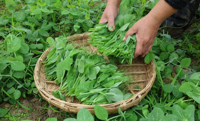 冬天建议少吃反季节蔬菜多吃4种黄金菜营养多多好吃不贵(图3)