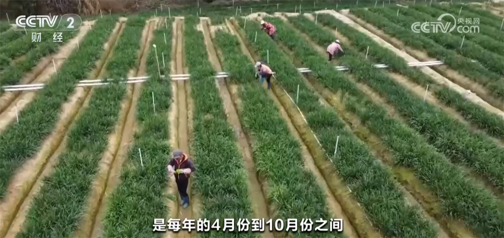 时令蔬果“抢鲜”上市丰富百姓餐桌 “数”“智”联动带来高收益(图3)