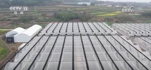 水果刺客 亲民爆款 科技为百姓“果盘子”注入“鲜”力量(图8)