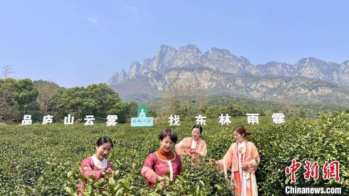 江西庐山云雾茶采摘正当时 小茶叶化身富民大产业(图2)