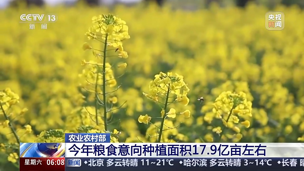 粮食意向种植面积约179多米体育下载亿亩 全国春播进度条更新→(图2)