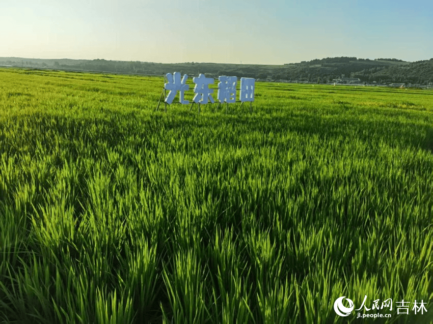 “双金名片”越擦越亮 “中国饭碗”装更多“吉林粮”(图3)