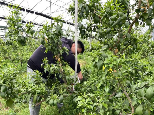 当种田文照进现实金山95后夫妻的智慧农场养成记多米体育APP(图3)
