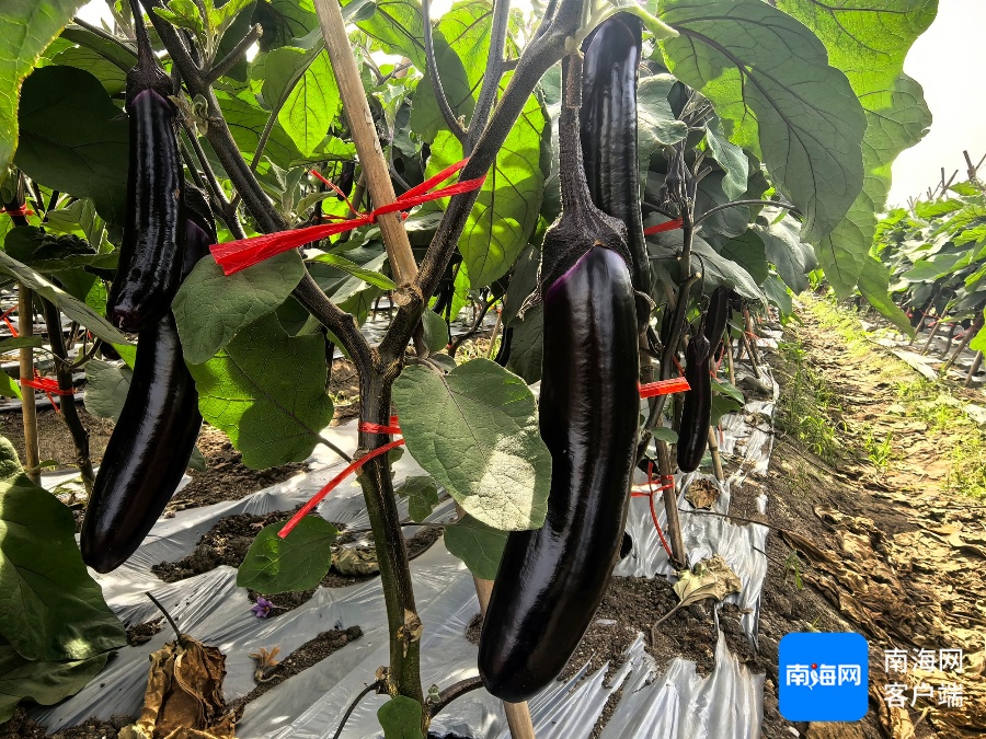 海口一农户种植14亩茄子多是畸形果无法销售 农业部门介入调查(图4)