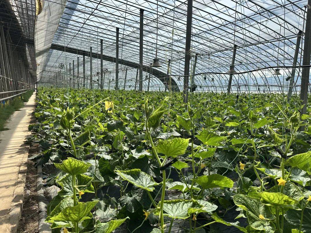 10大品牌蔬菜亮相大兴蔬菜产业上大分(图2)