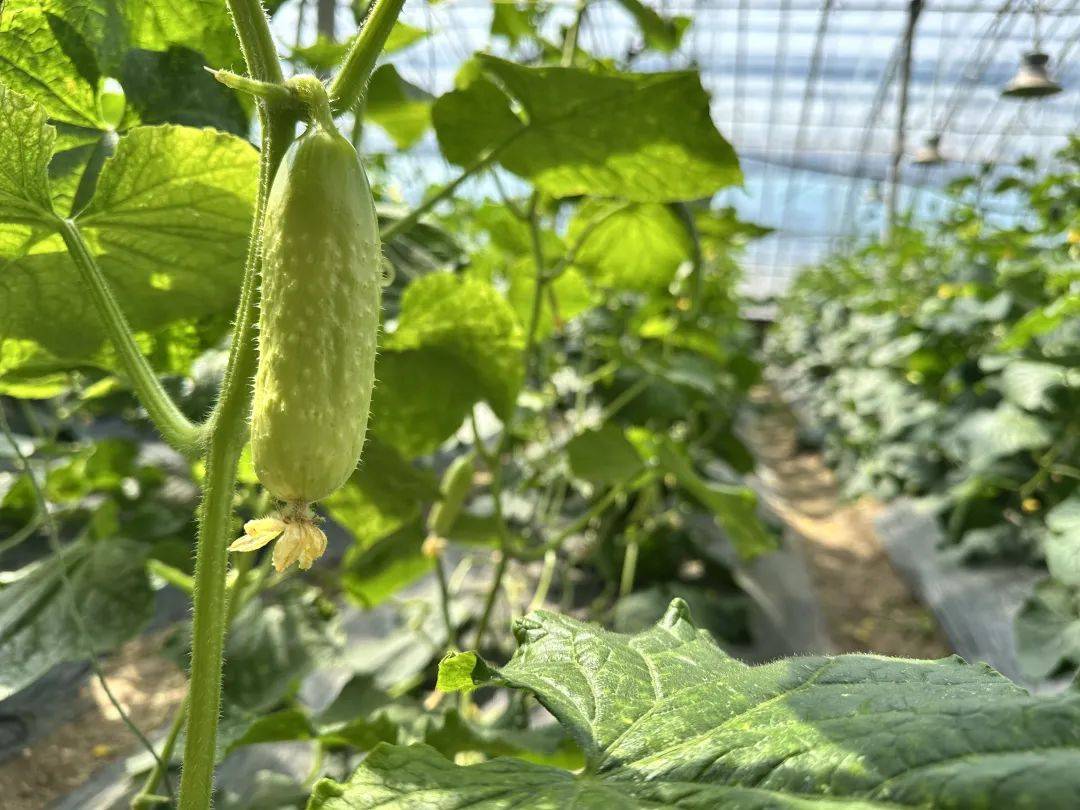 10大品牌蔬菜亮相大兴蔬菜产业上大分(图4)