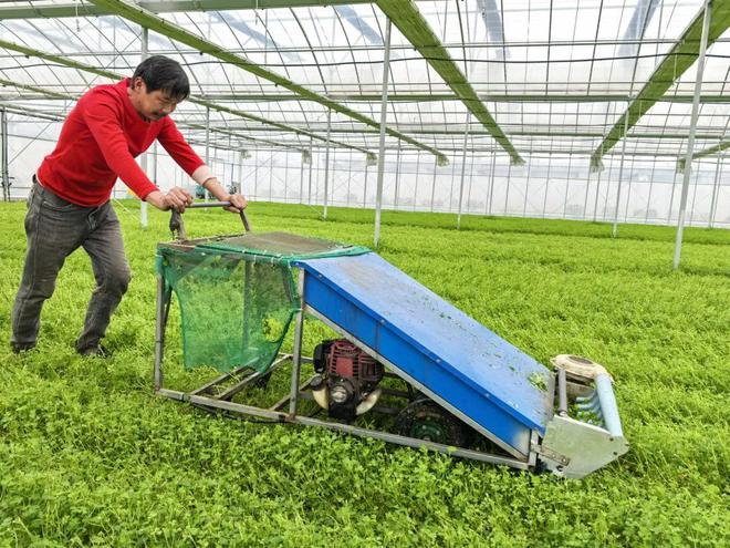 提升蔬菜生产效率与质量重固镇持续推进高标准设施菜田项目(图2)