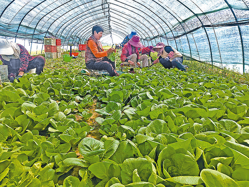 蔬菜产业 助农增收(图2)