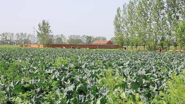 叶县：有机花菜采摘忙 满目“丰”景销售旺(图2)