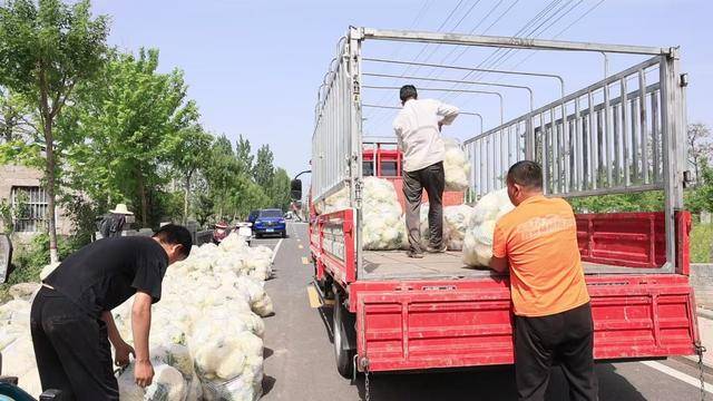 叶县：有机花菜采摘忙 满目“丰”景销售旺(图3)